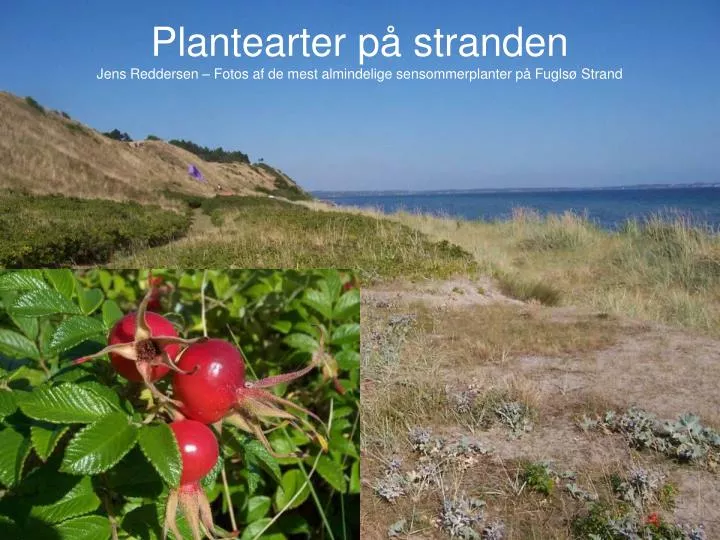 plantearter p stranden jens reddersen fotos af de mest almindelige sensommerplanter p fugls strand