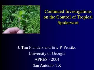 Continued Investigations on the Control of Tropical Spiderwort