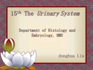 15 th The Urinary System