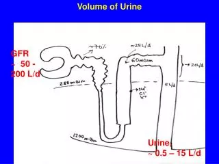 Volume of Urine