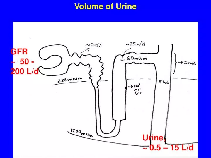 volume of urine