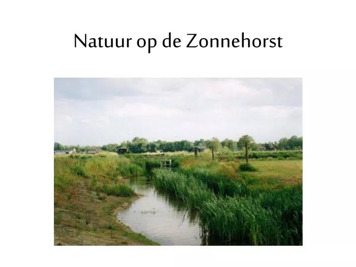 natuur op de zonnehorst