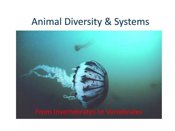 animal diversity systems