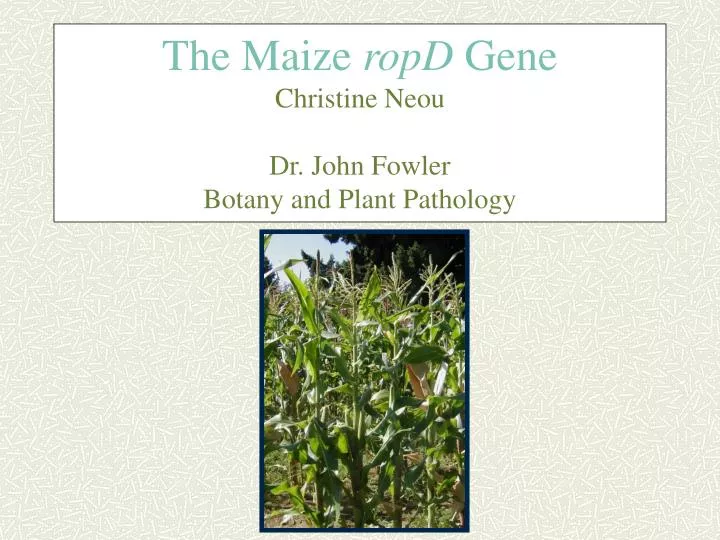 the maize ropd gene christine neou dr john fowler botany and plant pathology