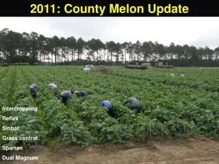 2011: County Melon Update