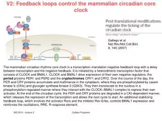 V2: Feedback loops control the mammalian circadian core clock