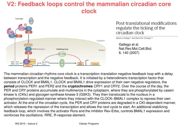 v2 feedback loops control the mammalian circadian core clock