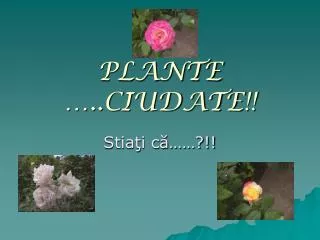plante ciudate