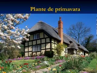 plante de primavara