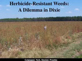 Herbicide-Resistant Weeds: A Dilemma in Dixie