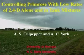Controlling Primrose With Low Rates of 2,4-D Alone and in Tank Mixtures