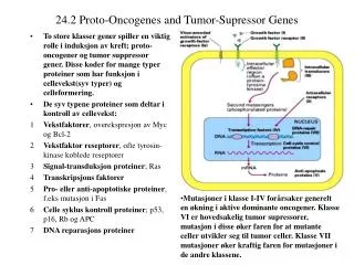 24 2 proto oncogenes and tumor supressor genes