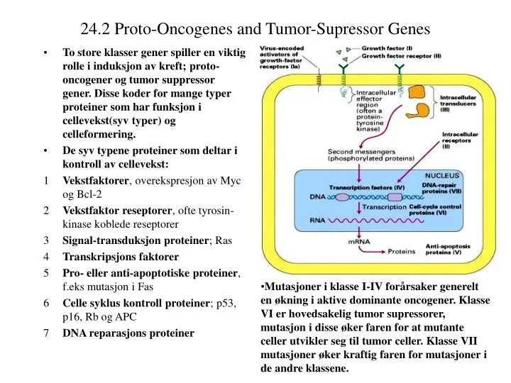 24 2 proto oncogenes and tumor supressor genes