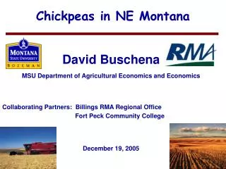 Chickpeas in NE Montana