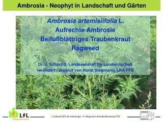 ambrosia deckfolie
