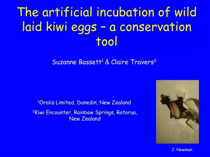 the artificial incubation of wild laid kiwi eggs a conservation tool