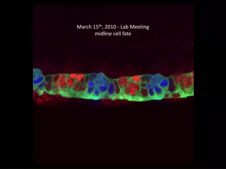 march 15 th 2010 lab meeting midline cell fate