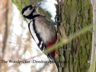 The Woodpecker (Dendrocopos major)