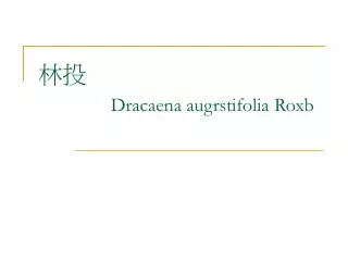 dracaena augrstifolia roxb