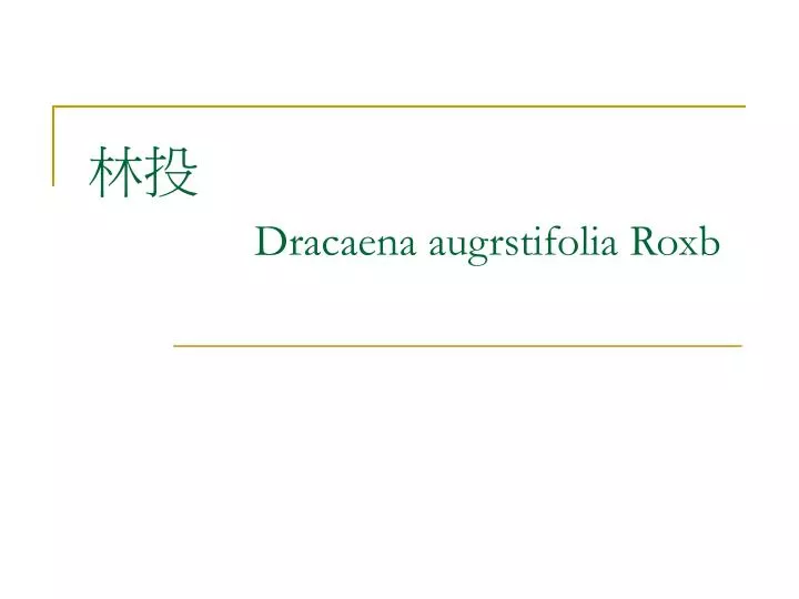dracaena augrstifolia roxb