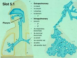 Slot 1: Diagram of Respiratory System