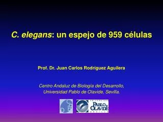 c elegans un espejo de 959 c lulas