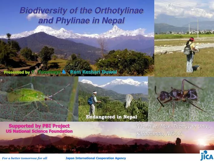 biodiversity of the orthotylinae and phylinae in nepal