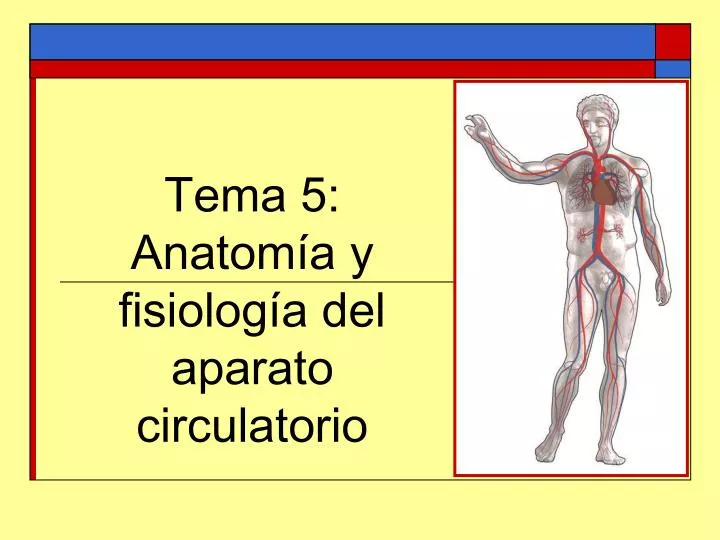 tema 5 anatom a y fisiolog a del aparato circulatorio