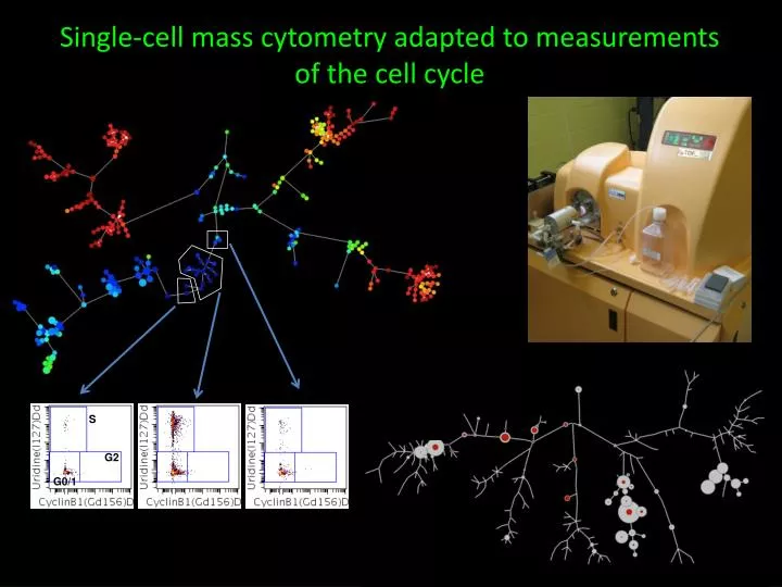 single cell mass cytometry adapted to measurements of the cell cycle