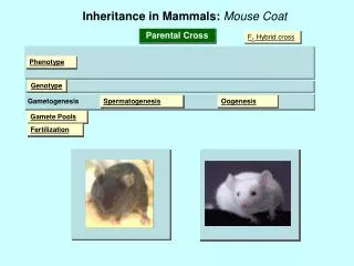 Inheritance in Mammals: Mouse Coat