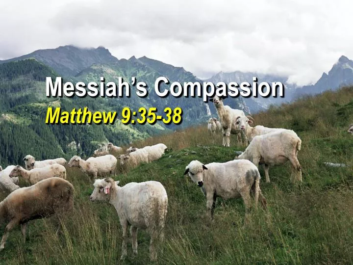messiah s compassion matthew 9 35 38