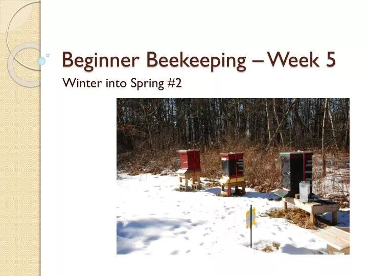 beginner beekeeping week 5