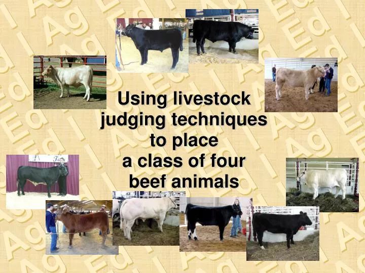 using livestock judging techniques to place a class of four beef animals