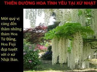 m i qu v c ng n th m nh ng th m h oa t ng h oa fuji p tuy t v i x nh t b n