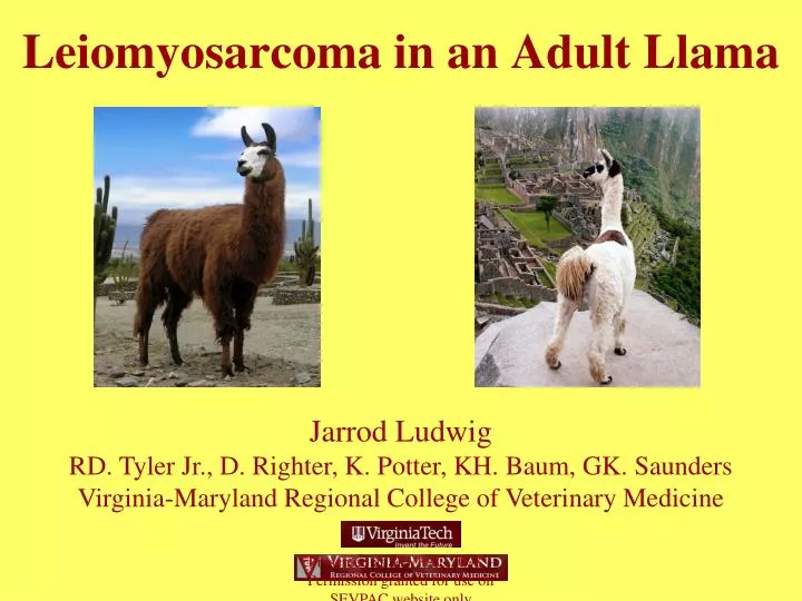leiomyosarcoma in an adult llama