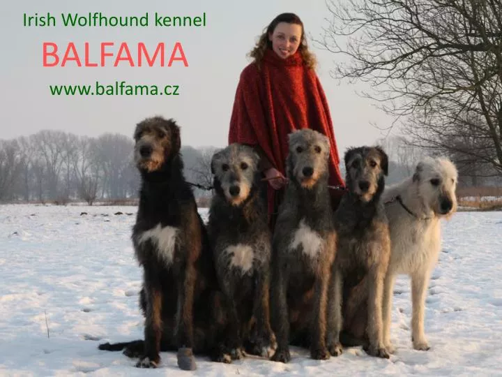 irish wolfhound kennel balfama www balfama cz