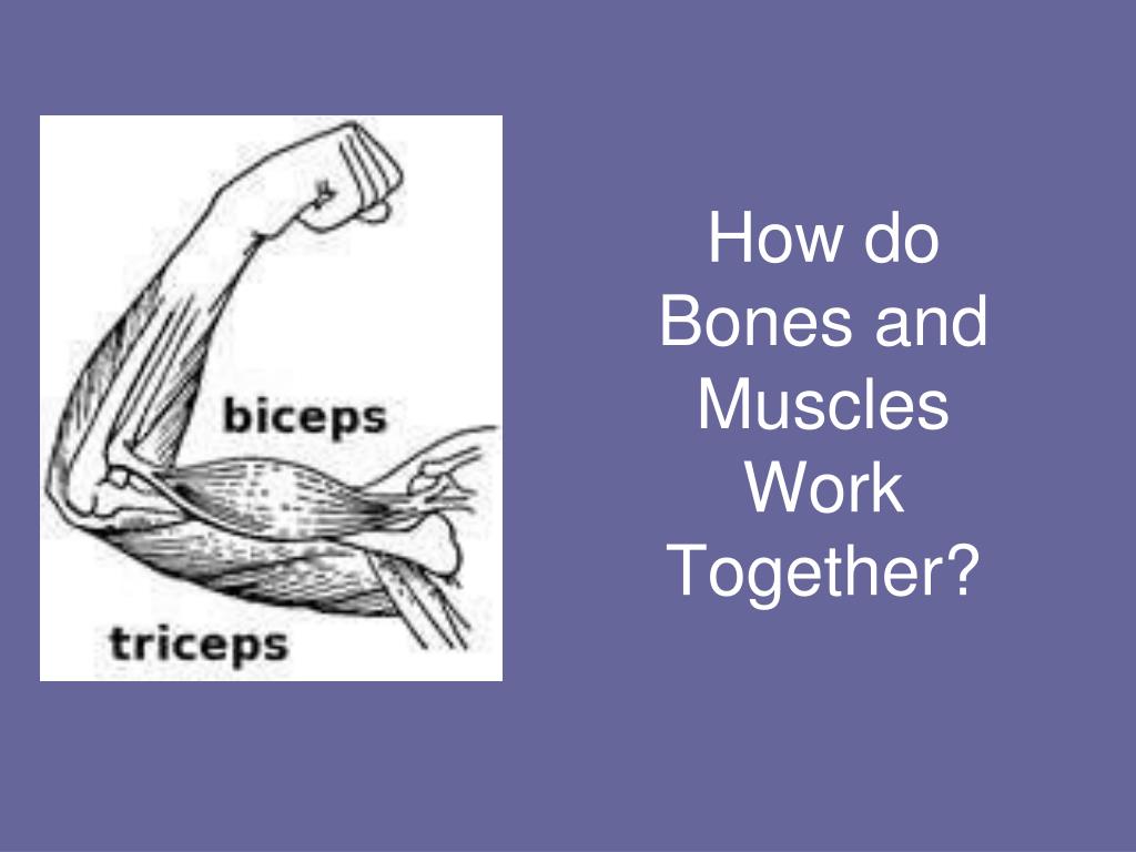 PPT - How do Bones and Muscles Work Together? PowerPoint Presentation ...