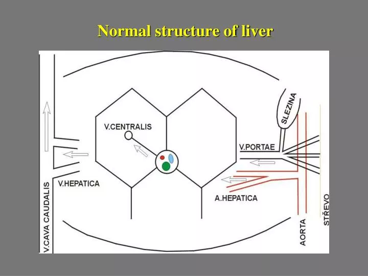 normal structure of liver