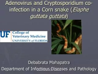 Adenovirus and Cryptosporidium co-infection in a Corn snake ( Elaphe guttata guttata )