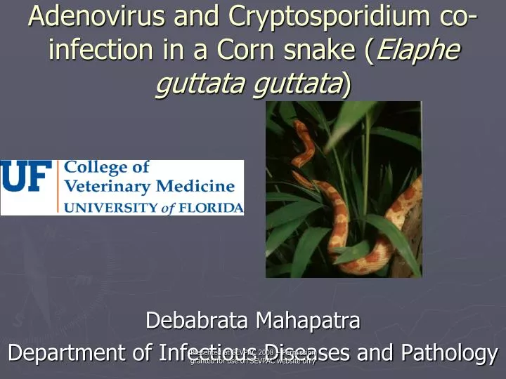 adenovirus and cryptosporidium co infection in a corn snake elaphe guttata guttata