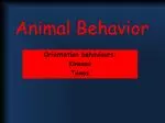 Animal Behavior - slide 1