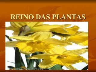 reino das plantas