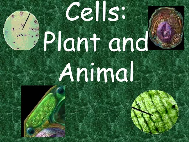 cells plant and animal