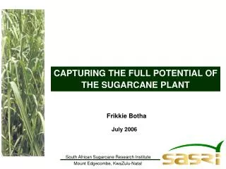 CAPTURING THE FULL POTENTIAL OF THE SUGARCANE PLANT
