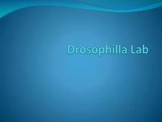 Drosophilla Lab