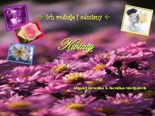 kwiaty