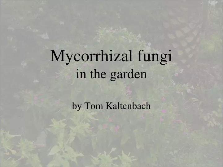 mycorrhizal fungi in the garden
