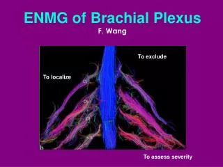 ENMG of Brachial Plexus F. Wang