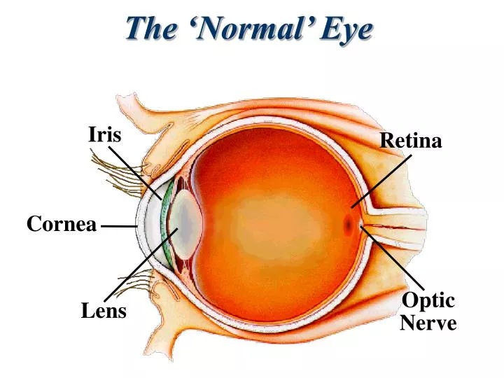 the normal eye