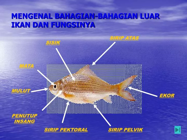 mengenal bahagian bahagian luar ikan dan fungsinya